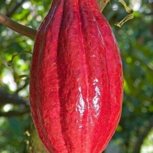 Export-Grade Cocoa Beans