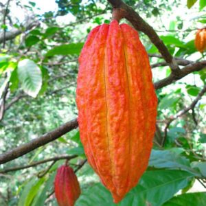Sustainably Grown Cocoa