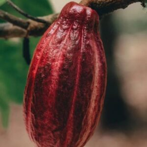 Premium Cocoa for Specialty Chocolate