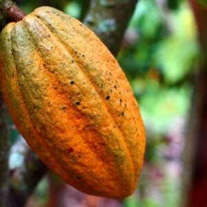 Traceable Single-Origin Cocoa